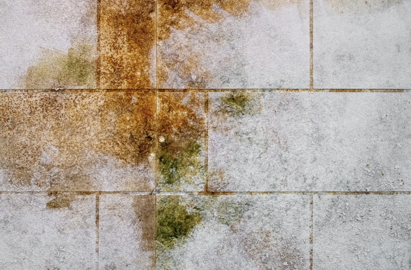 Orange Mold in Your Bathroom: For Wisconsin Homeowners