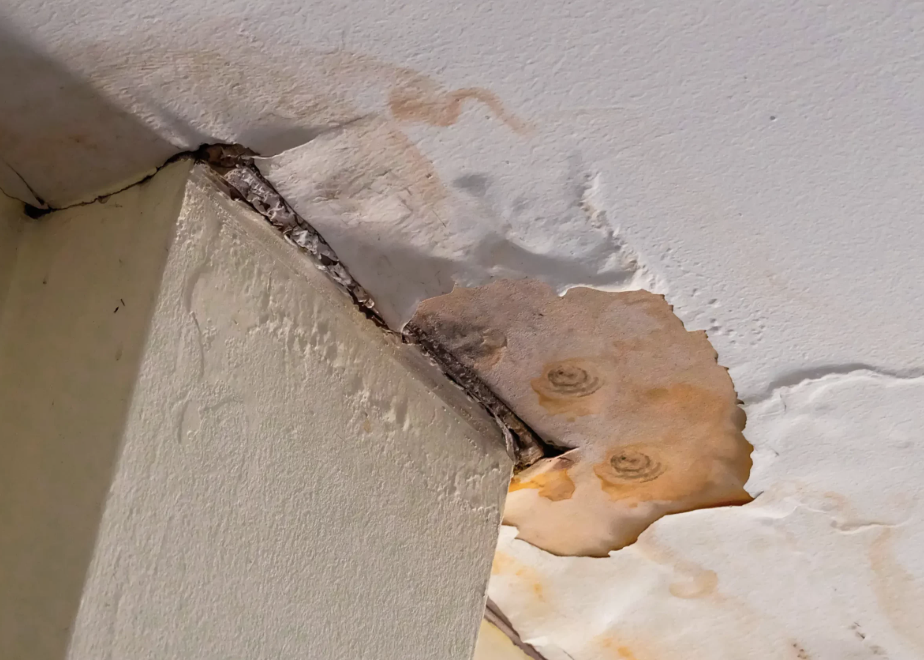 Mold in Wisconsin Rental Properties: What Landlords Do